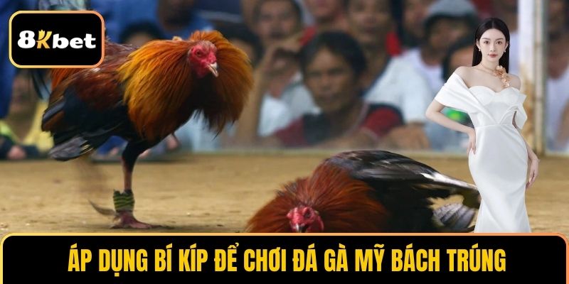 Áp dụng bí kíp để chơi Đá gà Mỹ bách trúng