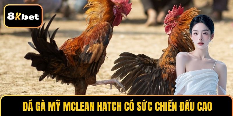 Đá gà Mỹ McLean Hatch có sức chiến đấu cao