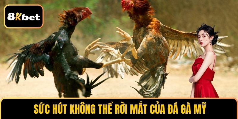 Sức hút không thể rời mắt của Đá gà Mỹ
